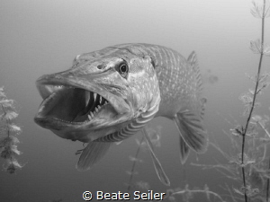 B/W Northern Pike by Beate Seiler 